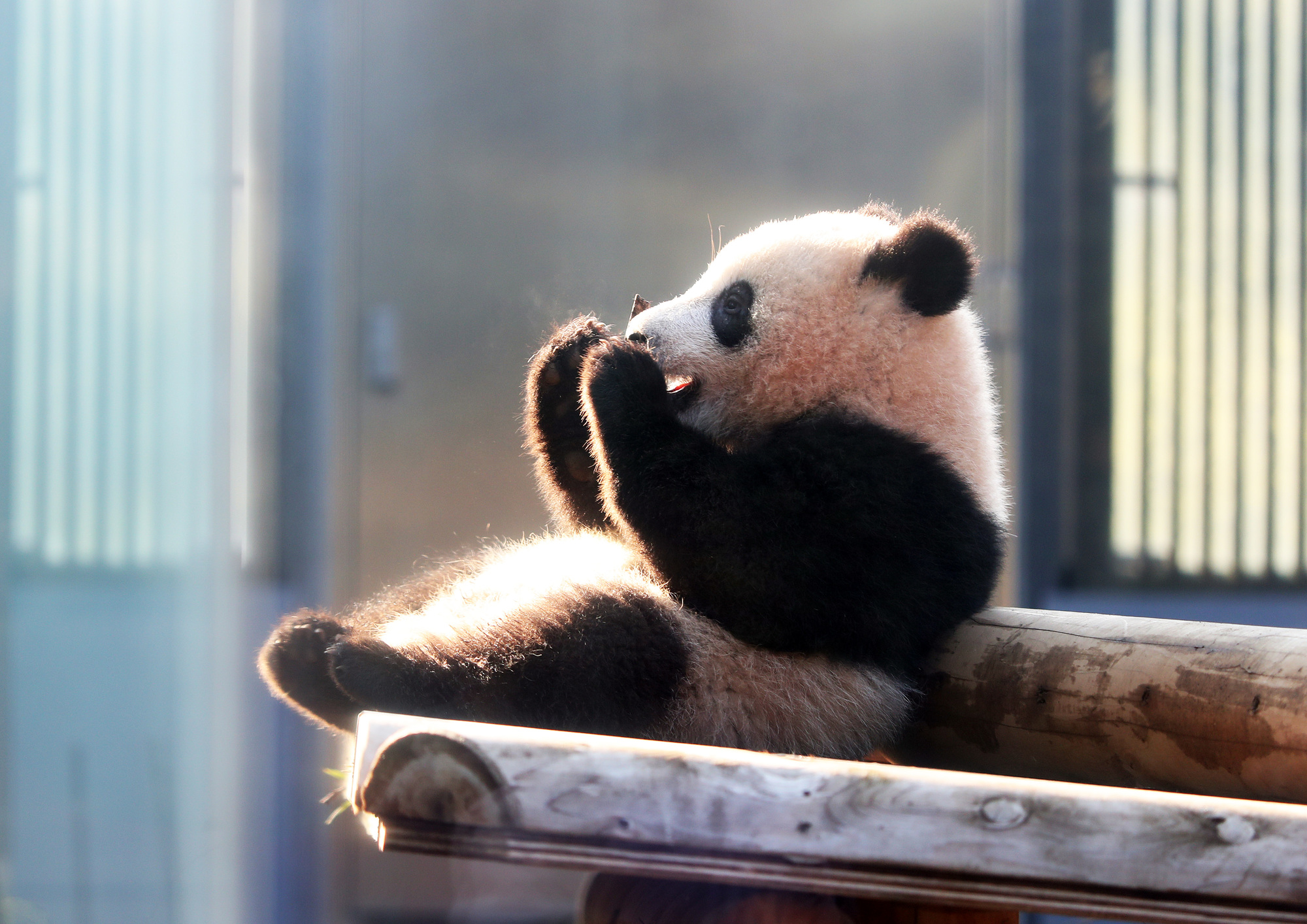 上野動物園にお出かけ 服装 コーデ のポイントを解説 Rcawaii